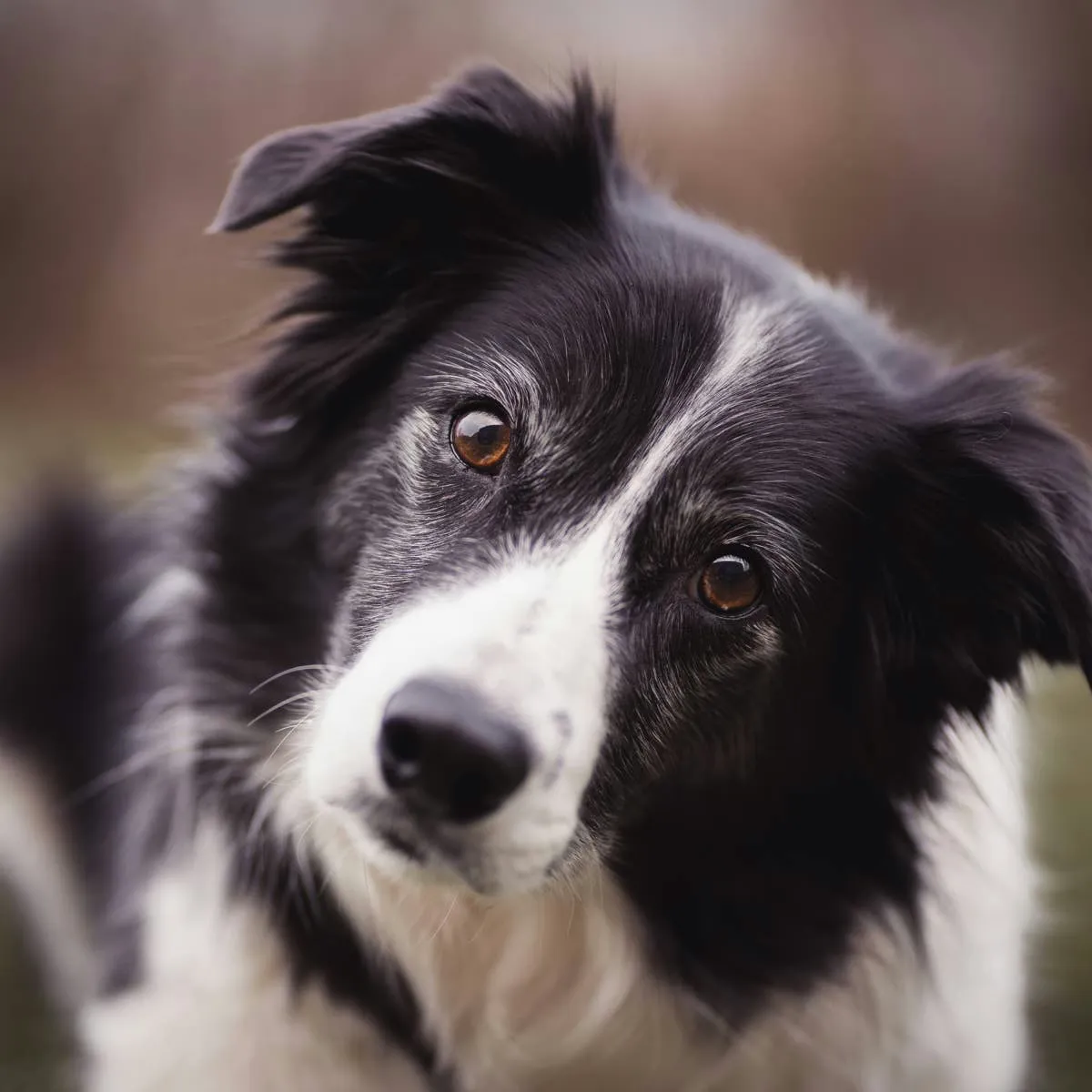 Choosing the Right Name for Your Border Collie