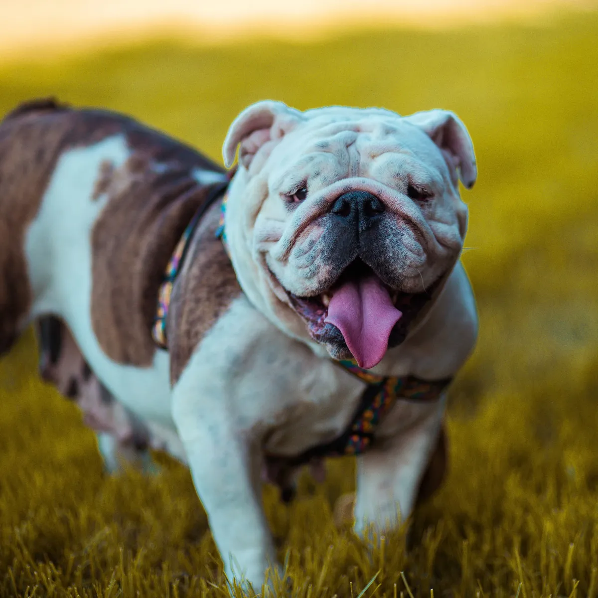 Thinking About Getting an Olde English Bulldogge? Here's What You Should Know