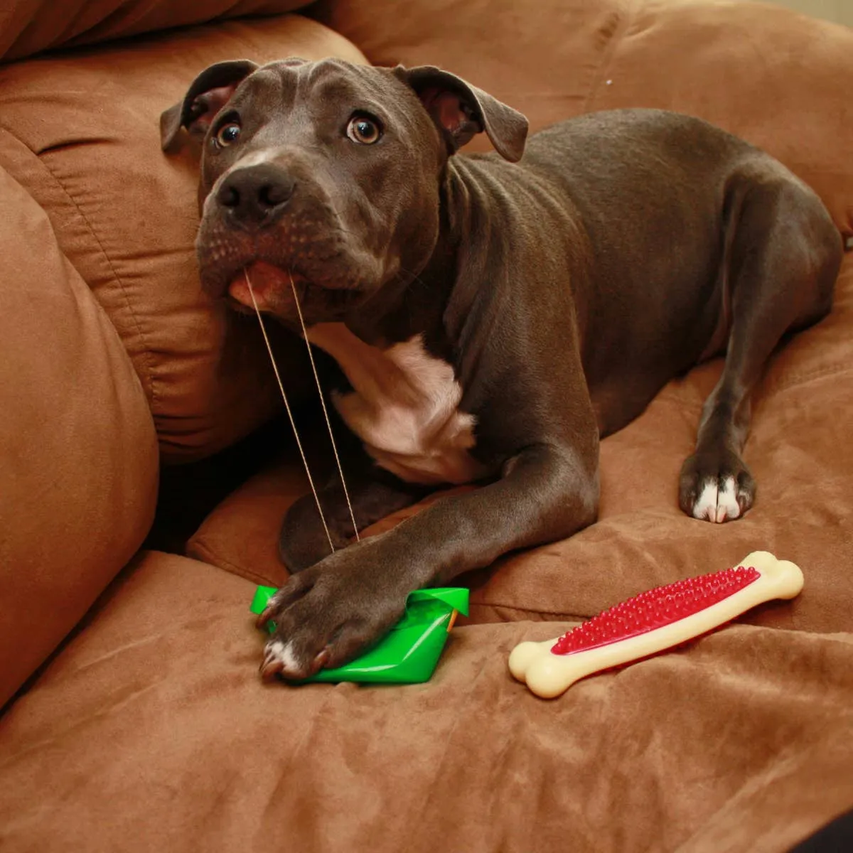 Effective Training Strategies for Headstrong Dogs and Puppies