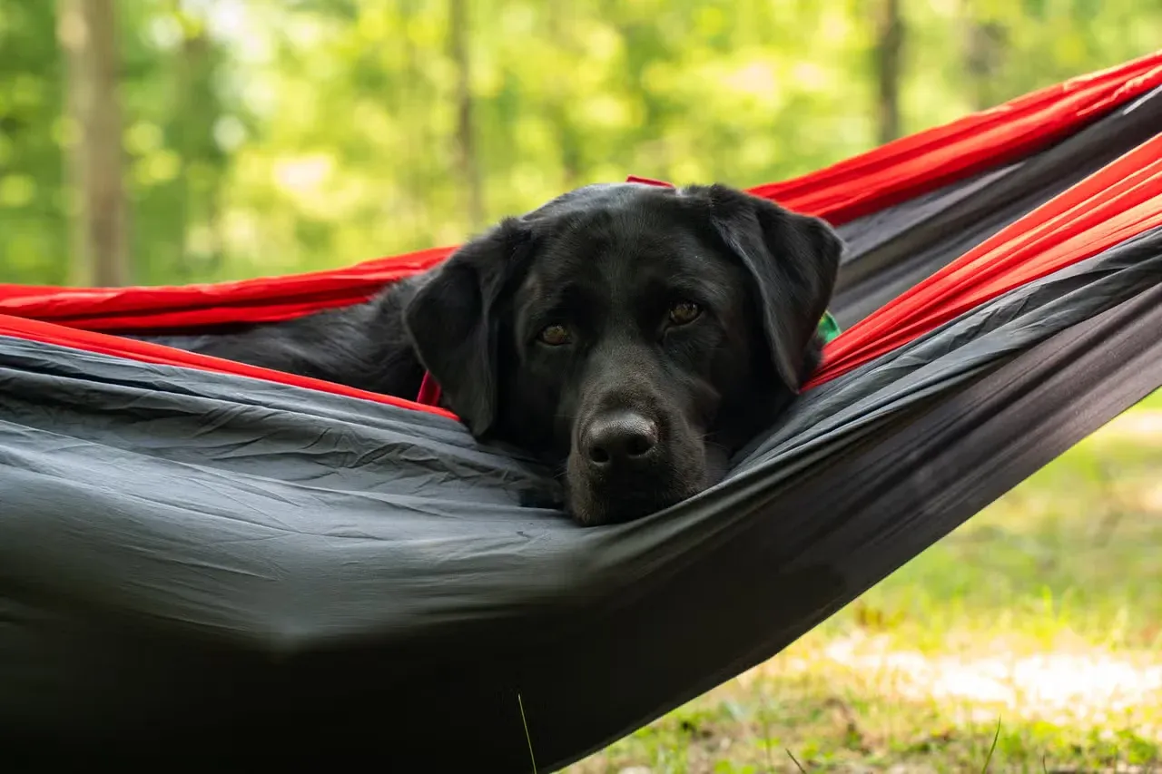 A black Labrador Retriever hanging out in a hammock.