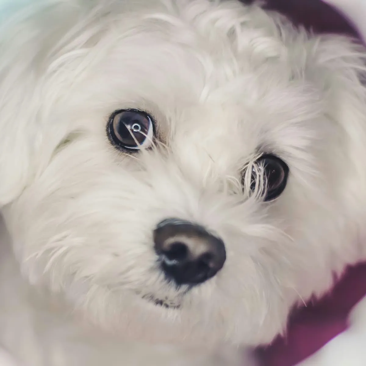 Five Compact White Canine Companions Worth Considering