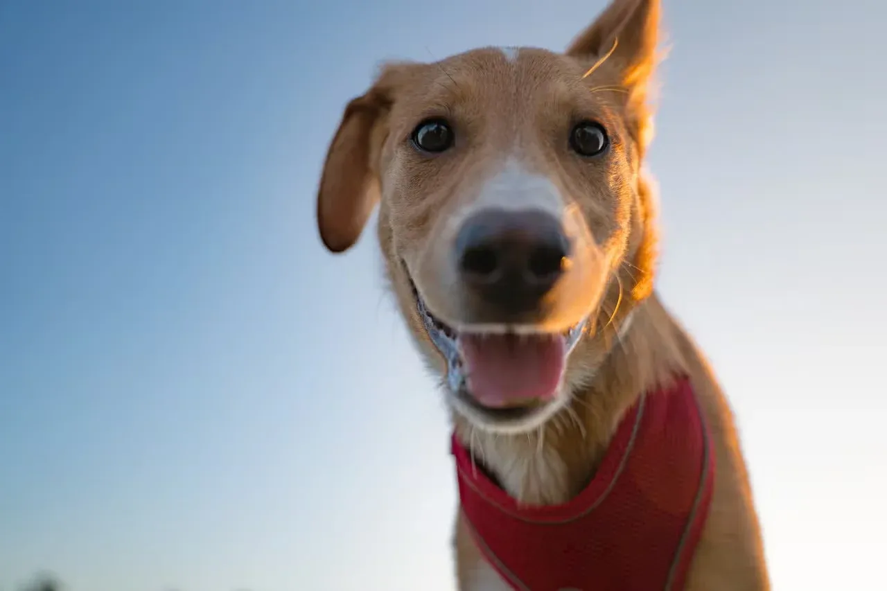 A happy girl dog smiling.