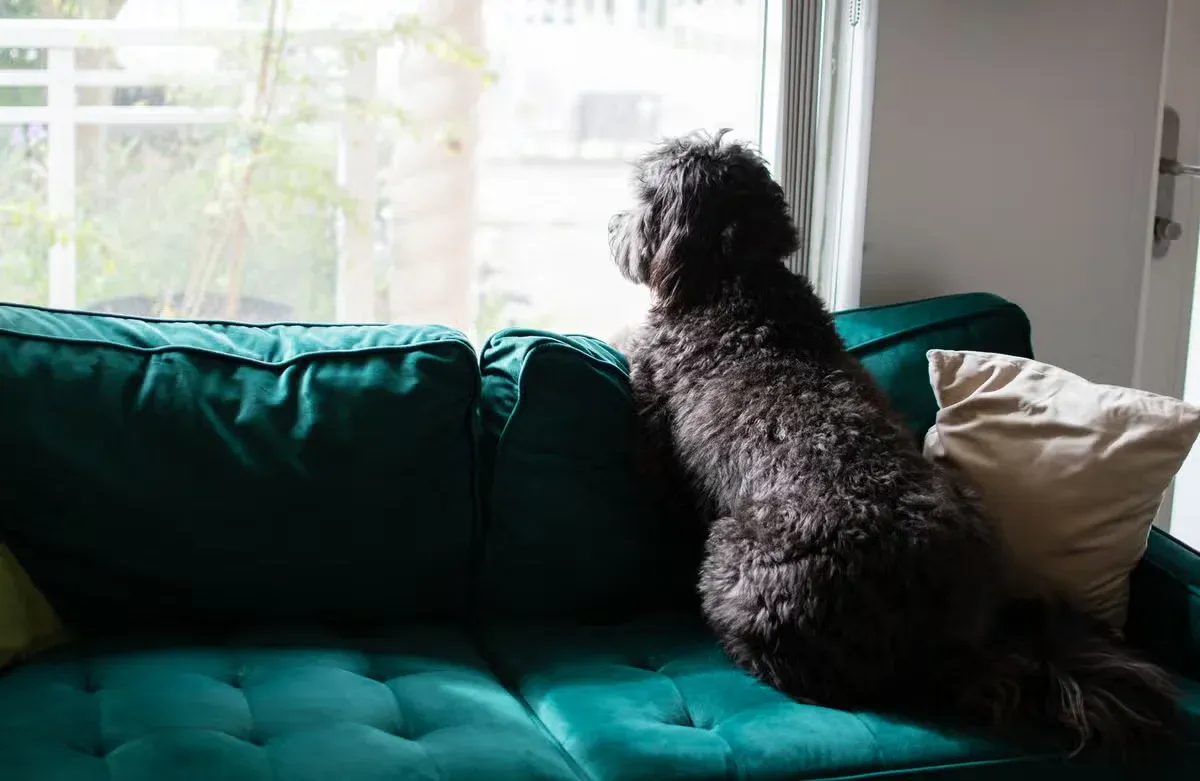 A dog with separation anxiety wondering when its pet parent will come back.