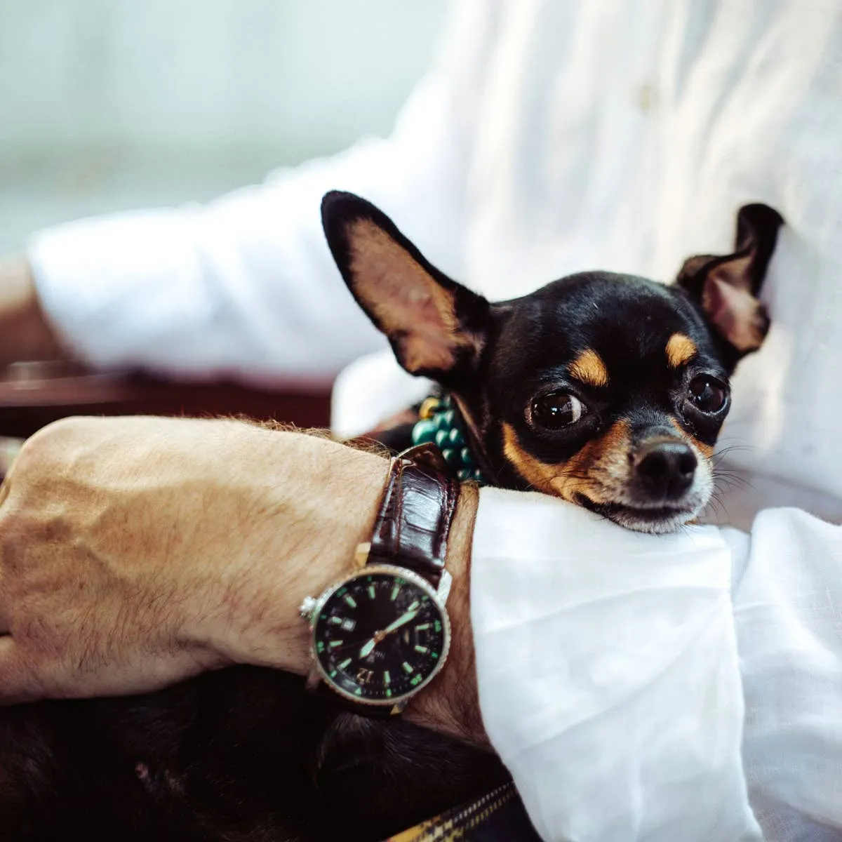 Why I Switched My Preference to Small Dogs: A Personal List of 10 Advantages