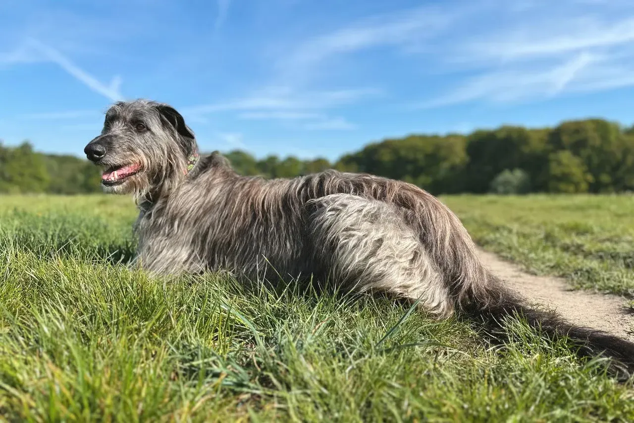 A Scottish Deerhound reclining in the grass.