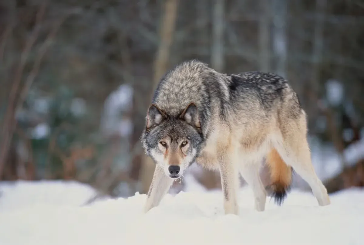A grey wolf standing up in the snow.