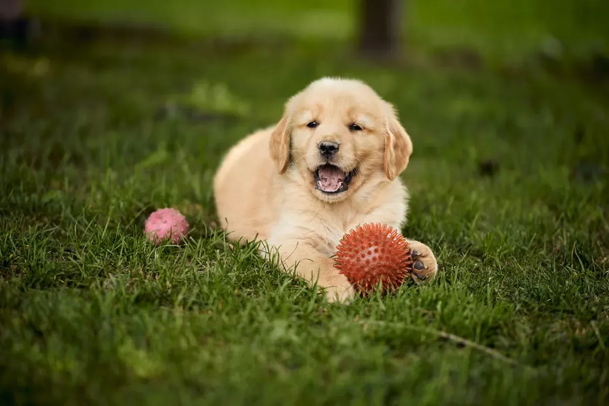 Known for their gentle nature, even as energetic puppies at play.